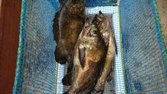 高級魚アコウに20cm前後の良型メバル〜沖の一文字〜