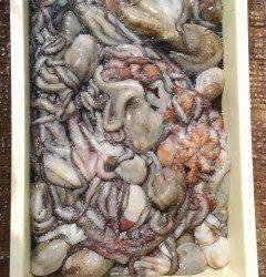 岸和田一文字　タコの数釣り継続中☆