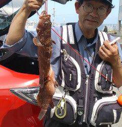 岸和田一文字　シラサのエサでアコウ〜33cm