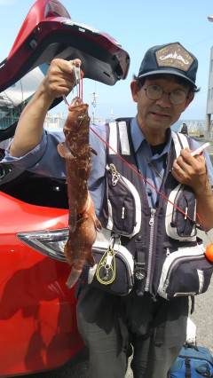 岸和田一文字　シラサのエサでアコウ〜33c…