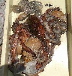 岸和田一文字　タコの数釣り継続中☆