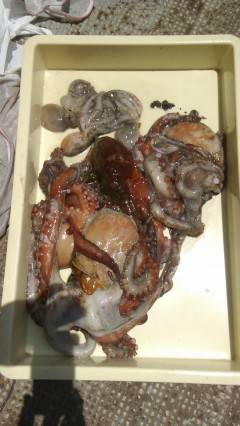 岸和田一文字　タコの数釣り継続中☆