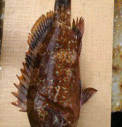 高級魚アコウに20cm前後の良型メバル〜沖の一文字〜