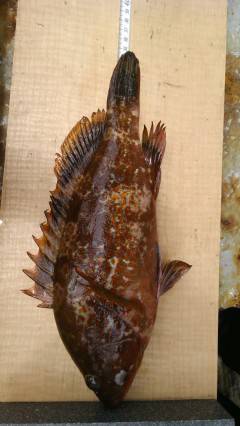 高級魚アコウに20cm前後の良型メバル〜沖…