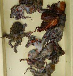 本日もタコ釣れています！沖の一文字でテンヤ