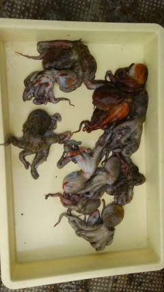 本日もタコ釣れています！沖の一文字でテンヤ…