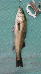 エビ撒き釣りで良系ハネ★68・58cm★