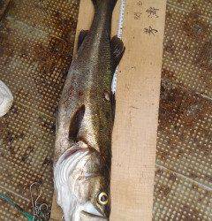 エビ撒き釣りで良系ハネ★68・58cm★