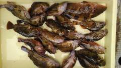 岸和田一文字　ウキ釣りでガシラ・メバルなど…