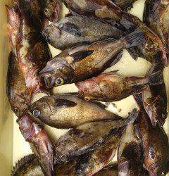 岸和田一文字　ウキ釣りでガシラ・メバルなどの釣果