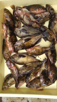 岸和田一文字　ウキ釣りでガシラ・メバルなどの釣果