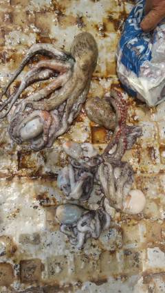 岸和田一文字　今日もタコ絶好調☆