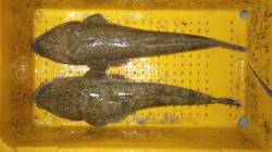 間人でサーフルアーゲーム、マゴチ52&am…