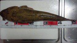 間人でサーフルアーゲーム、マゴチ52&53cm