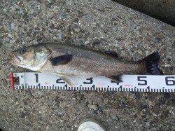 兵庫突堤　ルアーでシーバス54・58cm　アタリは多数あり☆