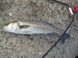 兵庫突堤　ルアーでシーバス54・58cm　アタリは多数あり☆