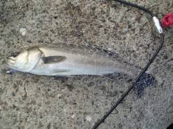 兵庫突堤　ルアーでシーバス54・58cm　…