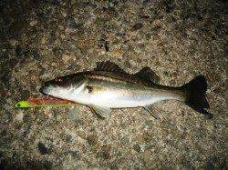 貝塚　時合いが短い中でのシーバス　同行者は50cmUPも