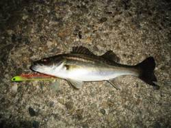 貝塚　時合いが短い中でのシーバス　同行者は…