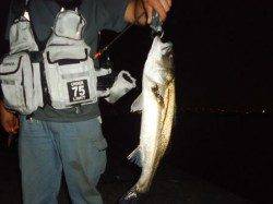 貝塚　時合いが短い中でのシーバス　同行者は50cmUPも