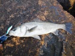 堺築港でシーバス、デイゲーム！