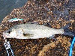 シーバス・デイゲーム　プレート系ルアーでHIT！