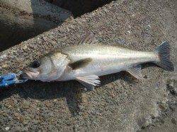 堺築港デイゲーム、Ja-do 冷音で２ヒット・１ゲット！