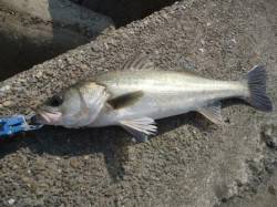 堺築港デイゲーム、Ja-do 冷音で２ヒッ…