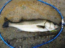 堺浜にて1時間の出勤前釣行！２ヒット、１ゲットでした！