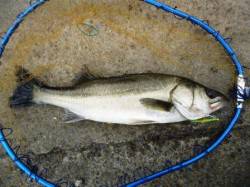 堺浜にて1時間の出勤前釣行！２ヒット、１ゲ…