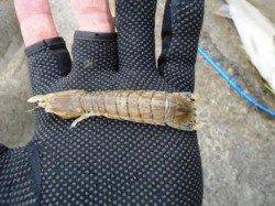 堺浜にて1時間の出勤前釣行！２ヒット、１ゲットでした！