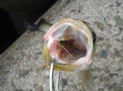 堺港、朝一デイゲームの釣果！