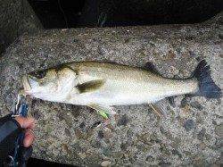 堺港、朝一デイゲームの釣果！