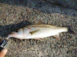 大阪南港でシーバス久しぶりの釣行