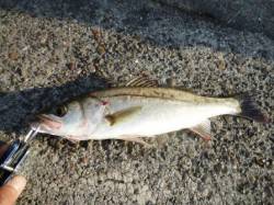 大阪南港でシーバス久しぶりの釣行