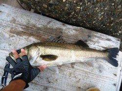 朝から、デイゲーム！濁りでイイ感じでした！