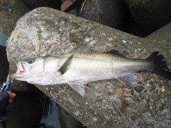 朝から、デイゲーム！濁りでイイ感じでした！