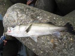 朝から、デイゲーム！濁りでイイ感じでした！…