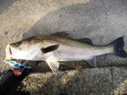 高砂埋立地　朝一デイゲームでシーバス推定7…