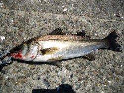 高砂埋立地　デイゲームのシーバス1時間で35cm＆45cm