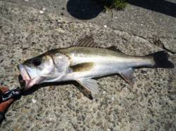 高砂埋立地　デイゲームのシーバス1時間で3…