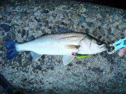 高砂埋立地　出勤前のデイ・シーバスで40cm＆35cmがヒット☆