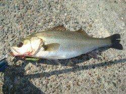 高砂埋立地　出勤前のデイ・シーバスで40cm＆35cmがヒット☆