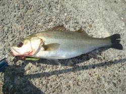 高砂埋立地　出勤前のデイ・シーバスで40c…