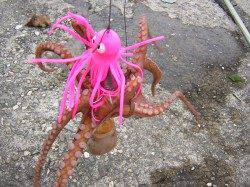 汐見埠頭　朝５時半から８時までの探り釣りでタコ5ハイ！