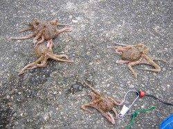 汐見埠頭　朝５時半から８時までの探り釣りでタコ5ハイ！