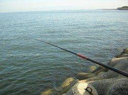 岸和田　フカセ釣りで同行の友人がチヌ46cm☆