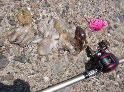 貝塚　１時間半ほどの釣行でタコ4ハイ　タコジグ使用