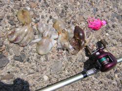 貝塚　１時間半ほどの釣行でタコ4ハイ　タコ…