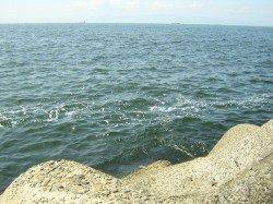 貝塚　１時間半ほどの釣行でタコ4ハイ　タコジグ使用